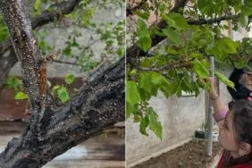 Bayburt Aydıntepe’de Meyve Bahçelerinde Saha Çalışmaları Sürüyor