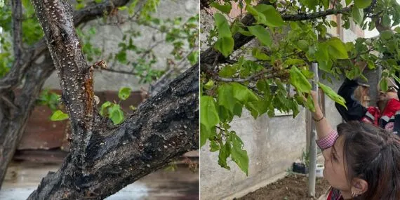 Bayburt Aydıntepe’de Meyve Bahçelerinde Saha Çalışmaları Sürüyor