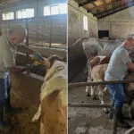 Aydıntepe Aşağıkırzı Köyü'nde Buzağı Küpeleme ve Aşılama Çalışmaları Tamamlandı