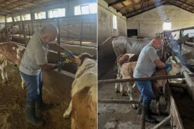 Aydıntepe Aşağıkırzı Köyü'nde Buzağı Küpeleme ve Aşılama Çalışmaları Tamamlandı