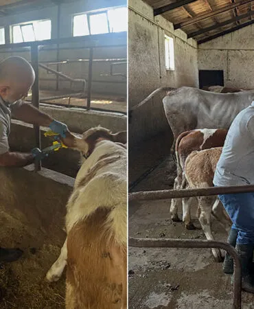Aydıntepe Aşağıkırzı Köyü'nde Buzağı Küpeleme ve Aşılama Çalışmaları Tamamlandı