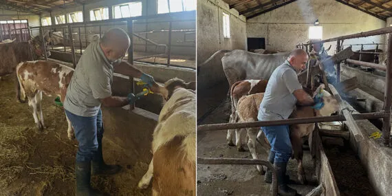 Aydıntepe Aşağıkırzı Köyü’nde Buzağı Küpeleme ve Aşılama Çalışmaları Tamamlandı