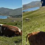 Aydıntepe Yaylasında Buzağı Küpeleme ve Aşılama Tamamlandı