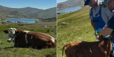 Aydıntepe Yaylasında Buzağı Küpeleme ve Aşılama Tamamlandı