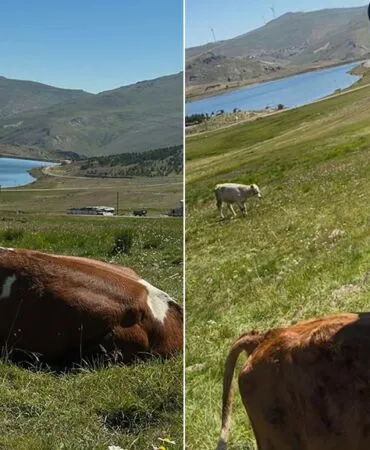 Aydıntepe Yaylasında Buzağı Küpeleme ve Aşılama Tamamlandı