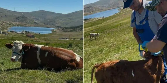 Aydıntepe Yaylasında Buzağı Küpeleme ve Aşılama Tamamlandı