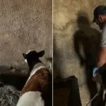 Aydıntepe Yukarıkırzı Köyü'nde Aşılama ve Küpeleme Tamamlandı