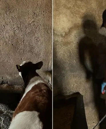 Aydıntepe Yukarıkırzı Köyü'nde Aşılama ve Küpeleme Tamamlandı