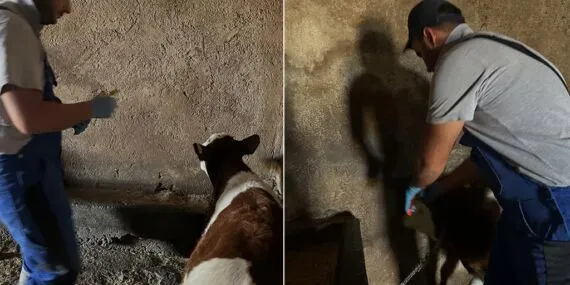 Aydıntepe Yukarıkırzı Köyü’nde Aşılama ve Küpeleme Tamamlandı