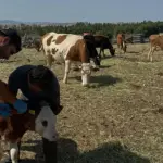 Aydıntepe’de Buzağı Küpeleme ve Aşılama Çalışmalarında 2. Tur Tamamlandı