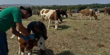 Aydıntepe’de Buzağı Küpeleme ve Aşılama Çalışmalarında 2. Tur Tamamlandı