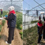 Bayburt'ta Domates Rekoltesini Koruma Hamlesi: Sahada Önlemler Artırıldı