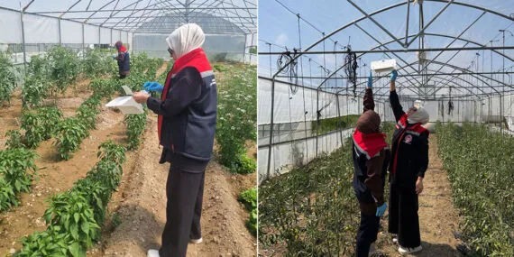 Bayburt’ta Domates Rekoltesini Koruma Hamlesi: Sahada Önlemler Artırıldı