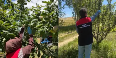 Bayburt'ta Hasat Öncesi Pestisit İncelemesi, Numuneler Toplanıyor