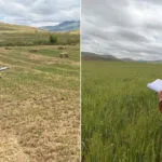 Bayburt'ta Tarımın Geleceği İçin Sahadalar, Ürün Tespit Çalışmaları Başladı