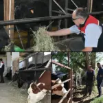 TİGEM Destekli Anguslar Bayburt’ta, Kırsalda Bereket Projesi Sürüyor