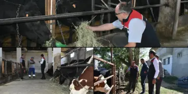 TİGEM Destekli Anguslar Bayburt’ta, Kırsalda Bereket Projesi Sürüyor