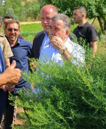 Bayburt Tarhunu Kadın Emeğiyle Dünya Pazarına Açılıyor