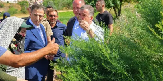 Bayburt Tarhunu Kadın Emeğiyle Dünya Pazarına Açılıyor