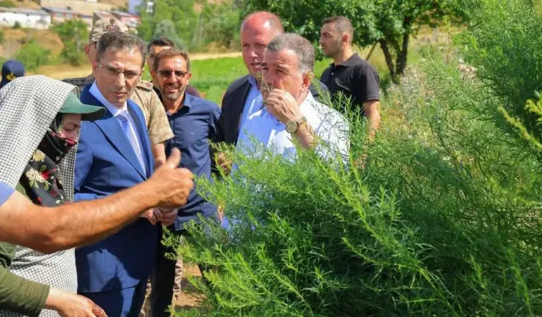 Bayburt Tarhunu Kadın Emeğiyle Dünya Pazarına Açılıyor