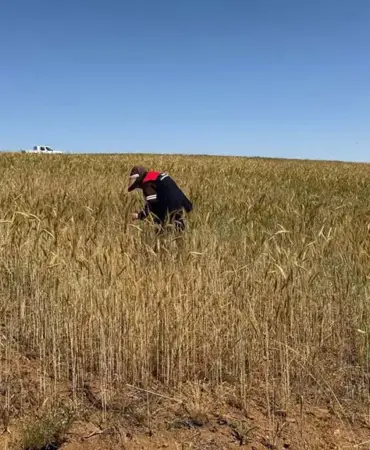 Bayburt’ta Bitkisel Üretim Alanlarında Hastalık ve Zararlı Kontrolleri Sürüyor