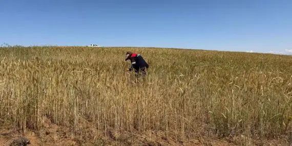Bayburt’ta Bitkisel Üretim Alanlarında Hastalık ve Zararlı Kontrolleri Sürüyor