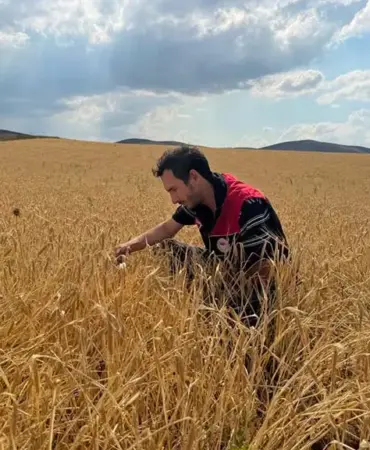 Bayburt'ta Hububat Tarlalarında Sarı Pas Alarmı, İl Tarım'dan Önemli Uyarı