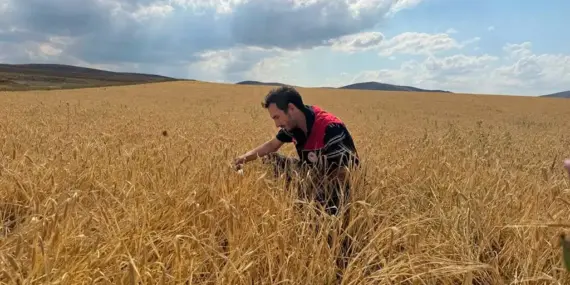 Bayburt’ta Hububat Tarlalarında Sarı Pas Alarmı, İl Tarım’dan Önemli Uyarı