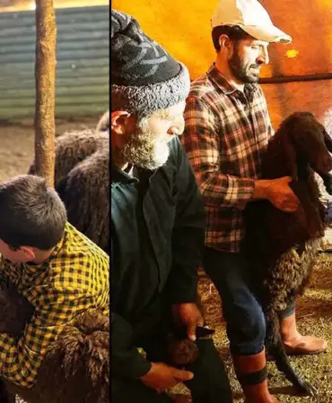 Bayburt’ta Küçükbaş Hayvanlar Aşılanıyor Ve Kayıt Altına Alınıyor