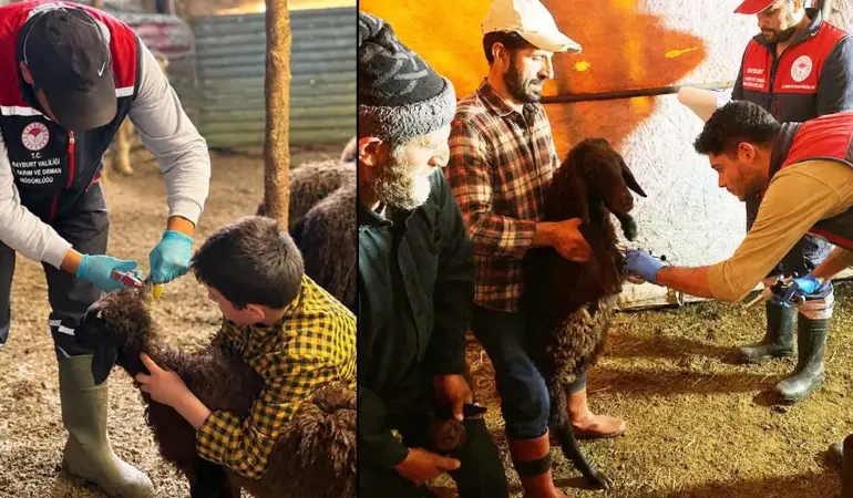 Bayburt’ta Küçükbaş Hayvanlar Aşılanıyor Ve Kayıt Altına Alınıyor