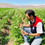 Bayburt’ta Patates Tarlaları Mercek Altında, Hastalık Riskine Karşı Erken Önlem