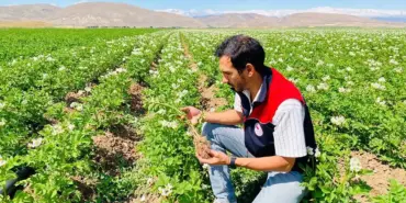 Bayburt’ta Patates Tarlaları Mercek Altında, Hastalık Riskine Karşı Erken Önlem