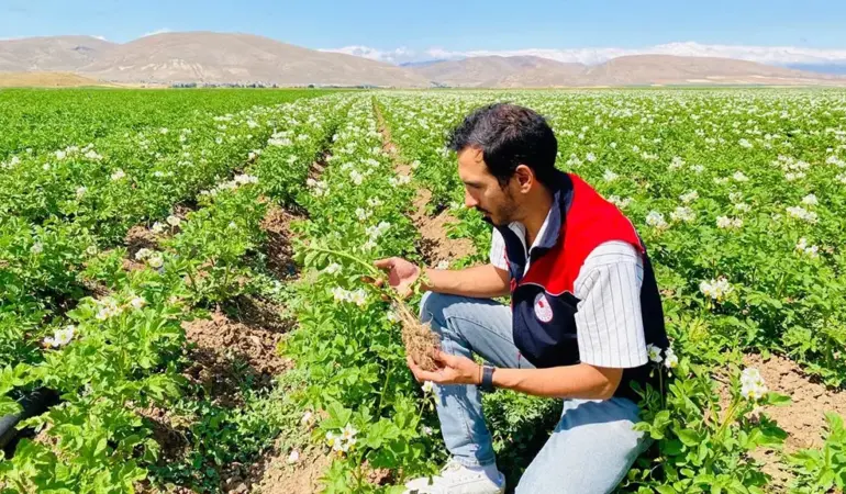 Bayburt’ta Patates Tarlaları Mercek Altında, Hastalık Riskine Karşı Erken Önlem