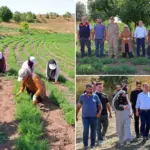 Bayburt'ta Tarhun Hasadı Başladı, Vali Eldivan Üreticilerle Buluştu