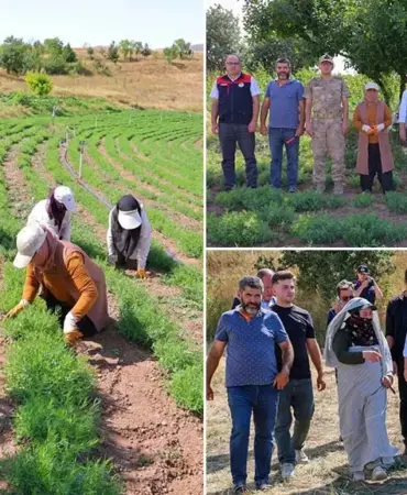 Bayburt'ta Tarhun Hasadı Başladı, Vali Eldivan Üreticilerle Buluştu