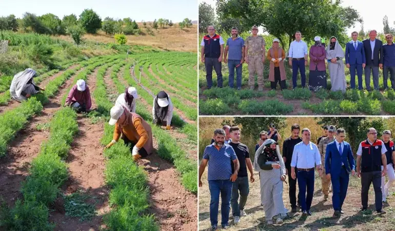 Bayburt'ta Tarhun Hasadı Başladı, Vali Eldivan Üreticilerle Buluştu