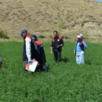 Bayburt'ta Yem Bitkileri ve Üretim Planlaması Tespiti Devam Ediyor