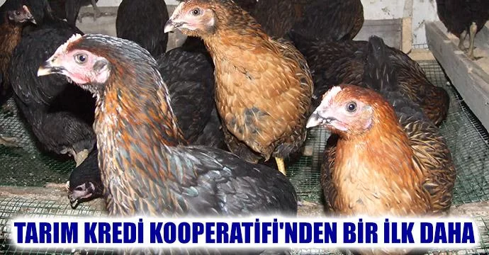 Tarım Kredi Kooperatifi'nden Bir İlk Daha