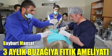 3 Aylık Buzağıya Fıtık Ameliyatı