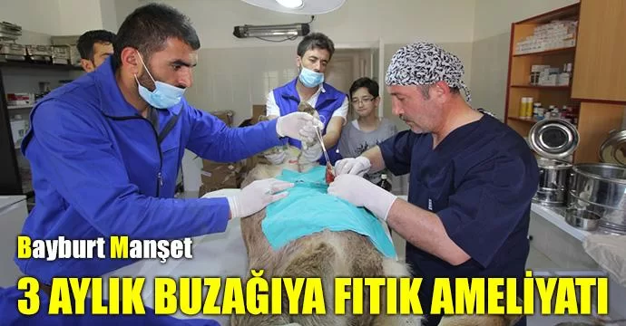 3 Aylık Buzağıya Fıtık Ameliyatı