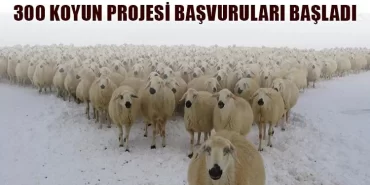 300 Koyun Projesi Başvuruları Başladı