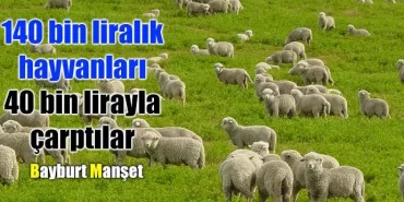 140 bin liralık hayvanları, 40 bin lirayla çarptılar