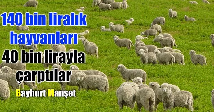 140 bin liralık hayvanları, 40 bin lirayla çarptılar