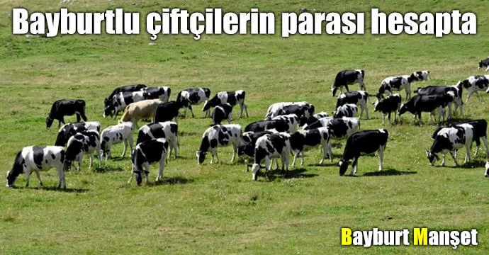 Bayburtlu çiftçilerin parası hesapta