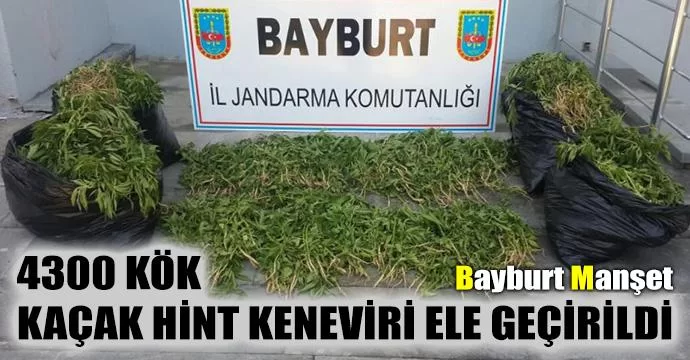 4300 Kök Kaçak Hint Keneviri Ele Geçirildi