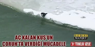 Aç Kalan Kuş’un Çoruh’ta Verdiği Mücadele