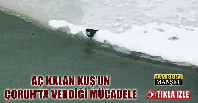 Aç Kalan Kuş’un Çoruh’ta Verdiği Mücadele