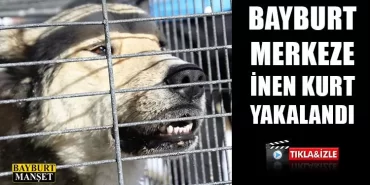 Bayburt Merkeze İnen Kurt Yakalandı