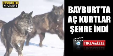 Bayburt'ta Aç Kurtlar Şehre İndi