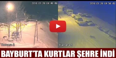 Bayburt’ta kurtlar şehre indi